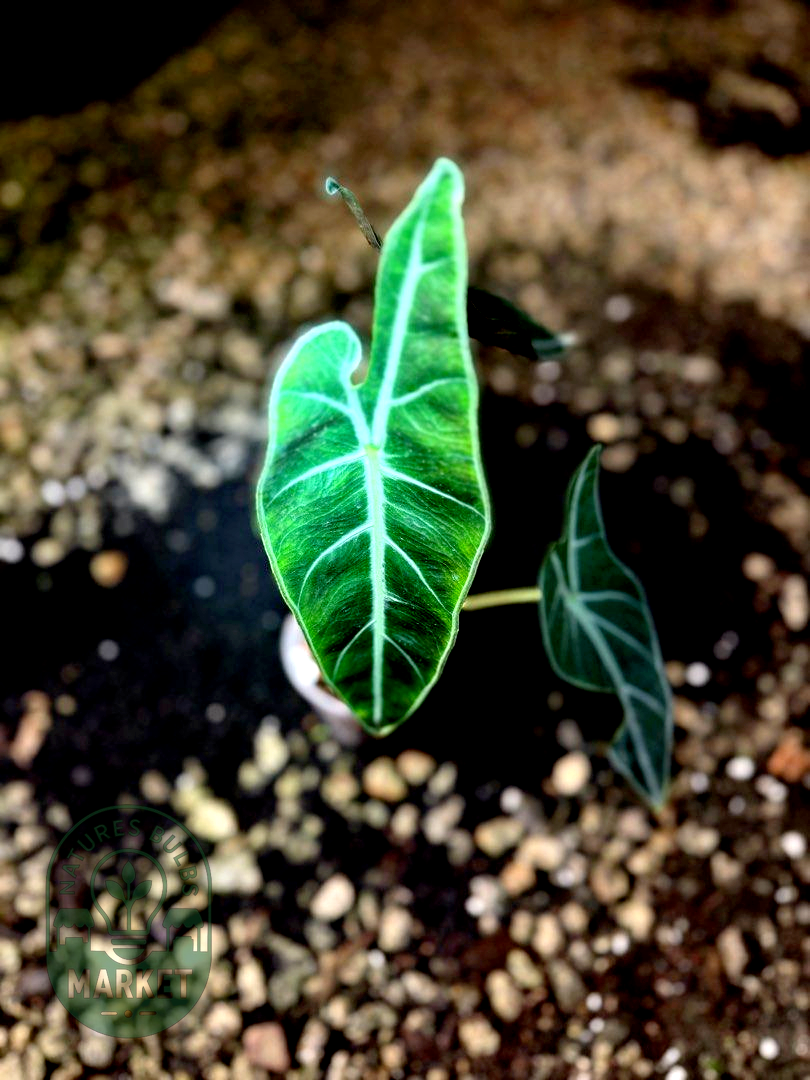 Alocasia Longiloba Purple Black Cobra
