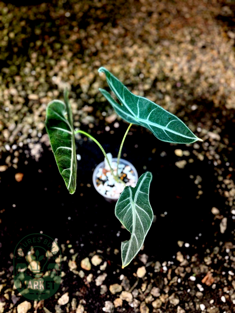 Alocasia Longiloba Purple Black Cobra