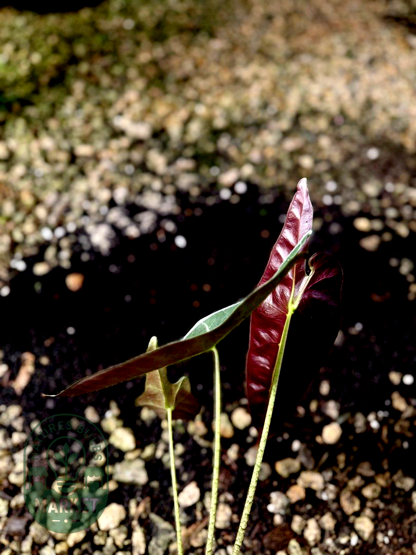 Alocasia Longiloba Purple Black Cobra