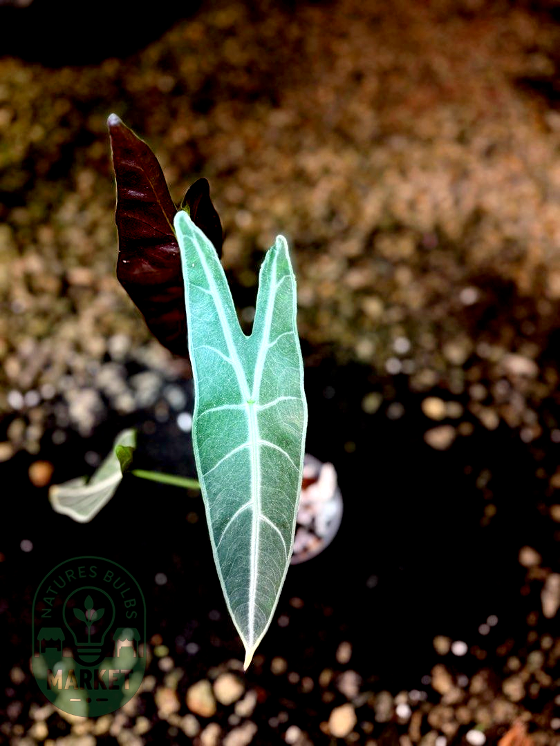 Alocasia Longiloba Purple Black Cobra