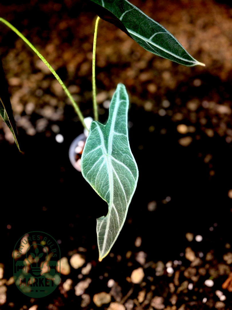 Alocasia Longiloba Purple Black Cobra