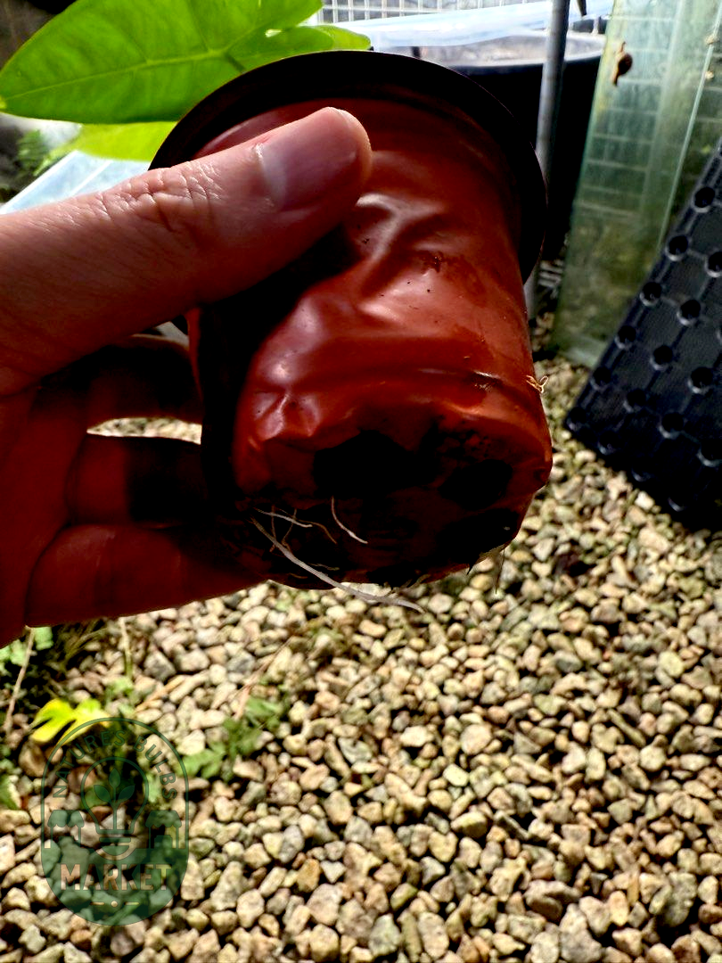 Alocasia longiloba Silver