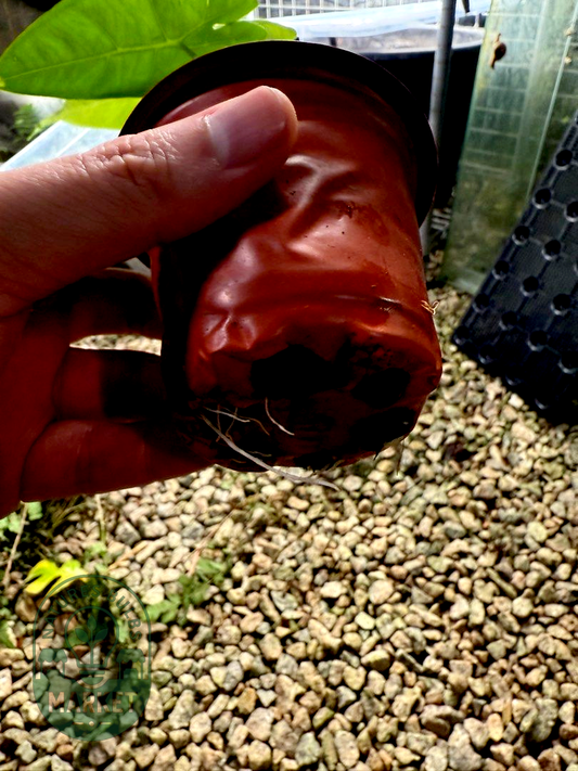 Alocasia longiloba Silver