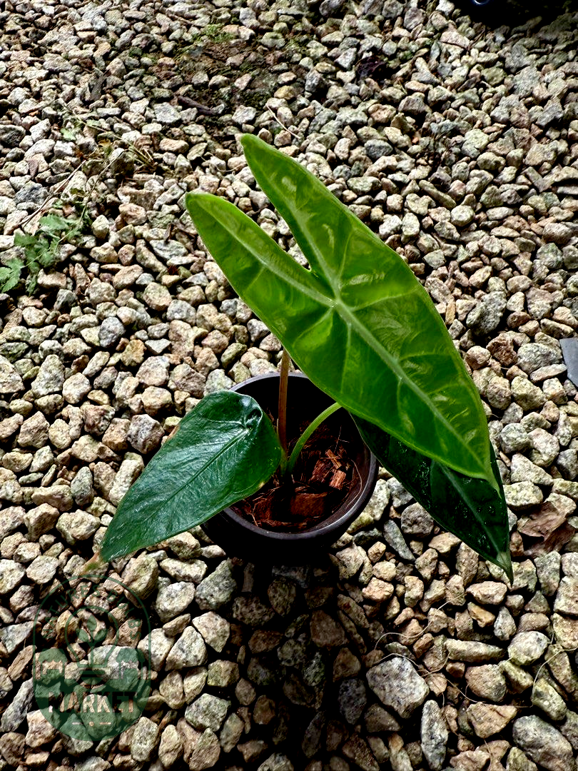 Alocasia longiloba Silver