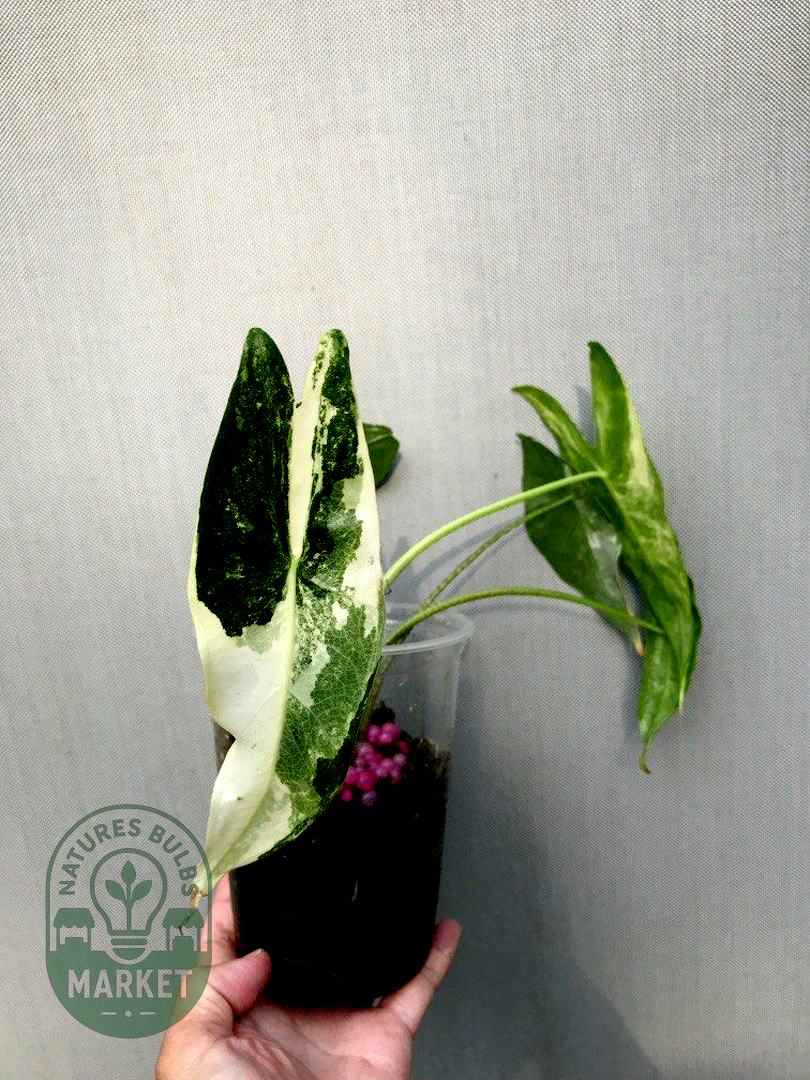 Alocasia longiloba variegated