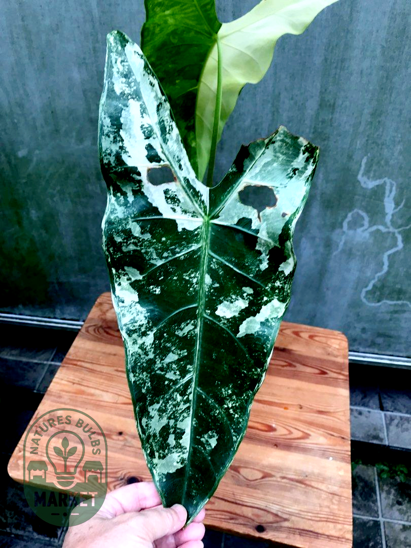 Alocasia longiloba variegated
