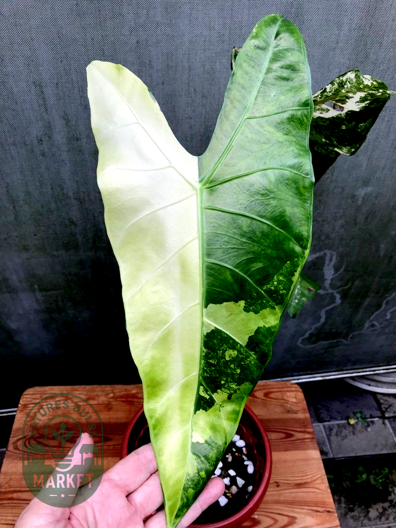 Alocasia longiloba variegated