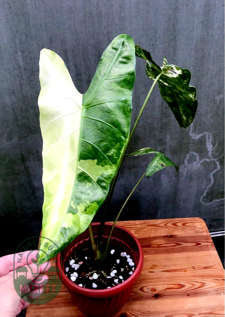Alocasia longiloba variegated