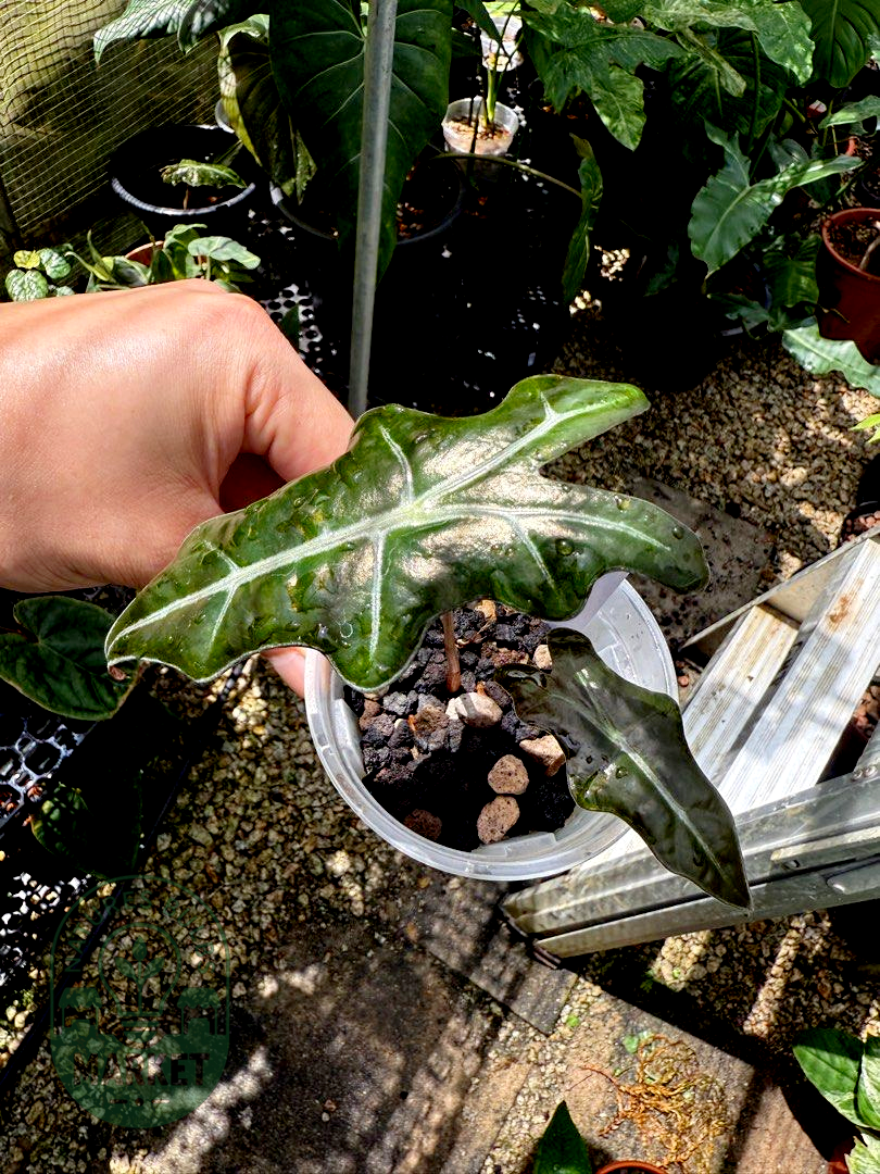Alocasia Nobilis
