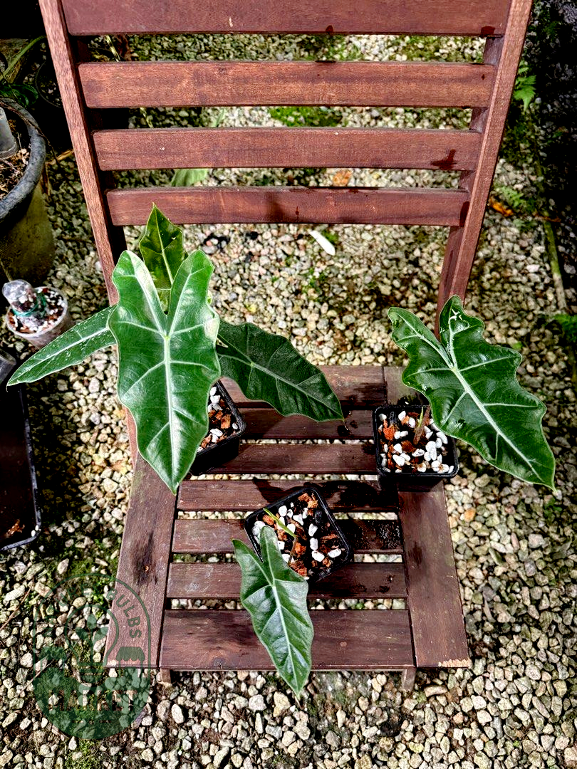Alocasia Sanderiana