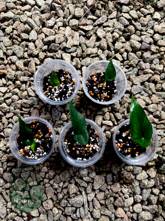 Alocasia Samar Lance