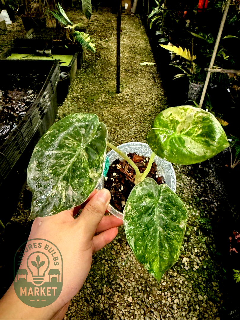 Alocasia Wentii Variegated