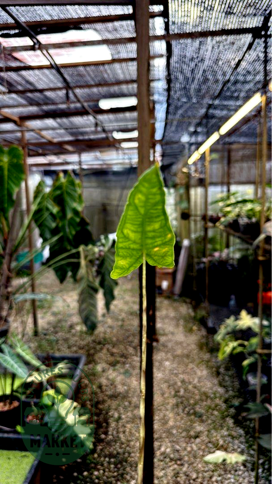 Alocasia Zebrina Reticulata