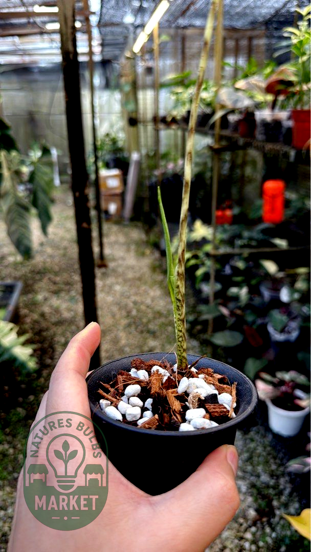 Alocasia Zebrina Reticulata