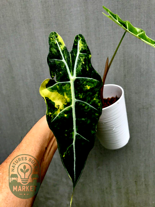 Alocasia Amazonica aurea variegated