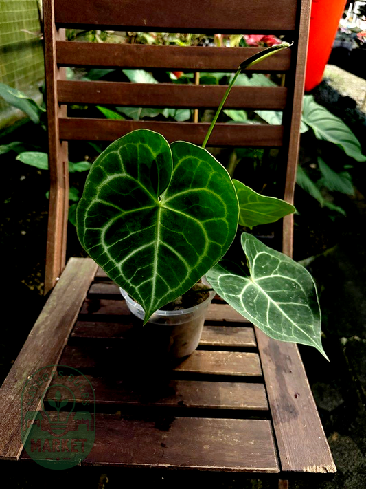 Anthurium Clarinervium Pagoda