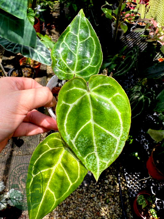 Anthurium Crystallinum