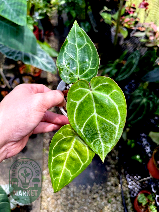 Anthurium Crystallinum