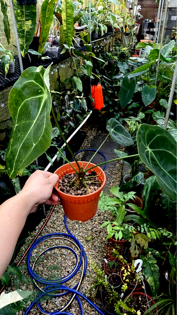 Anthurium Forgetii