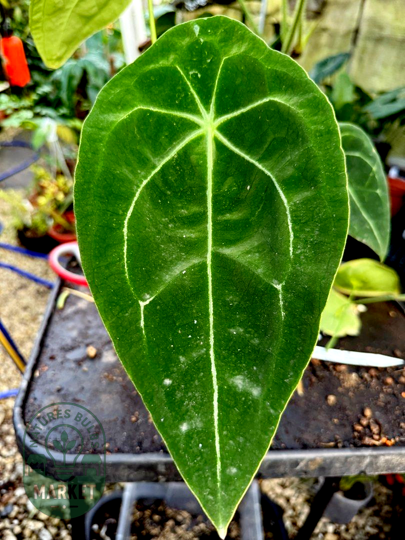 Anthurium Forgetii