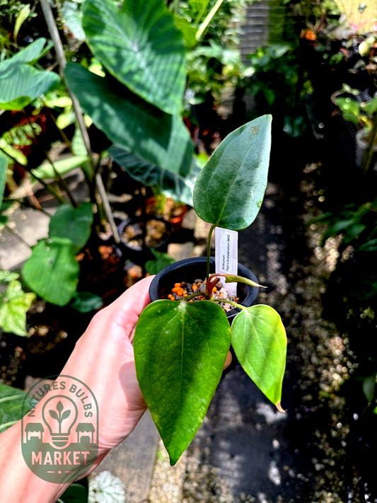 Anthurium Papi x Subsignatum