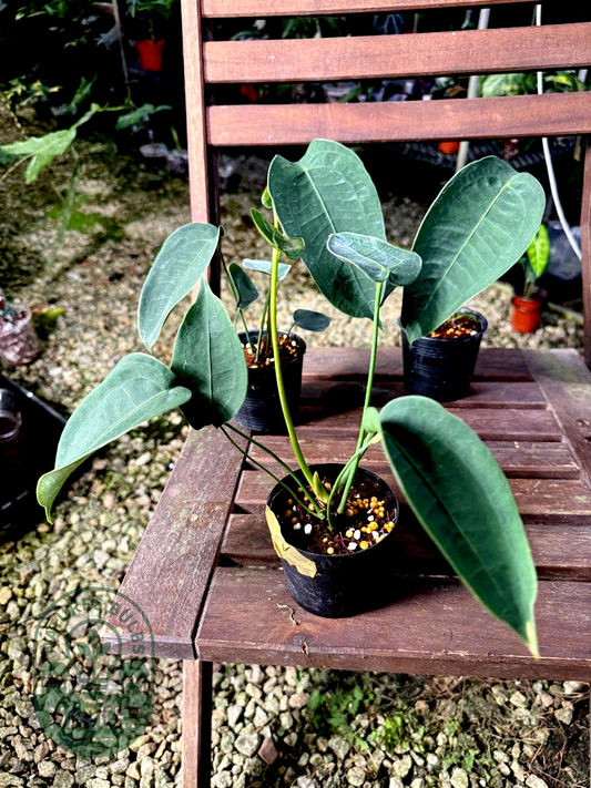 Anthurium Peltigerum