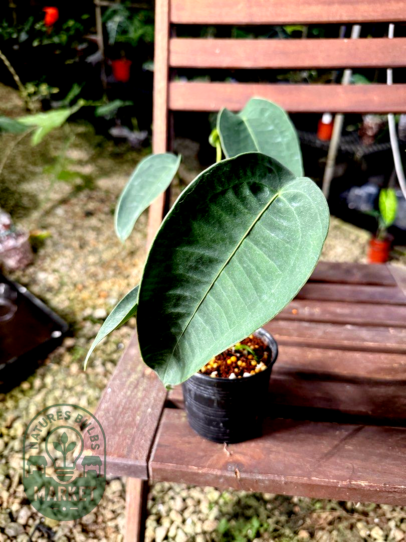 Anthurium Peltigerum