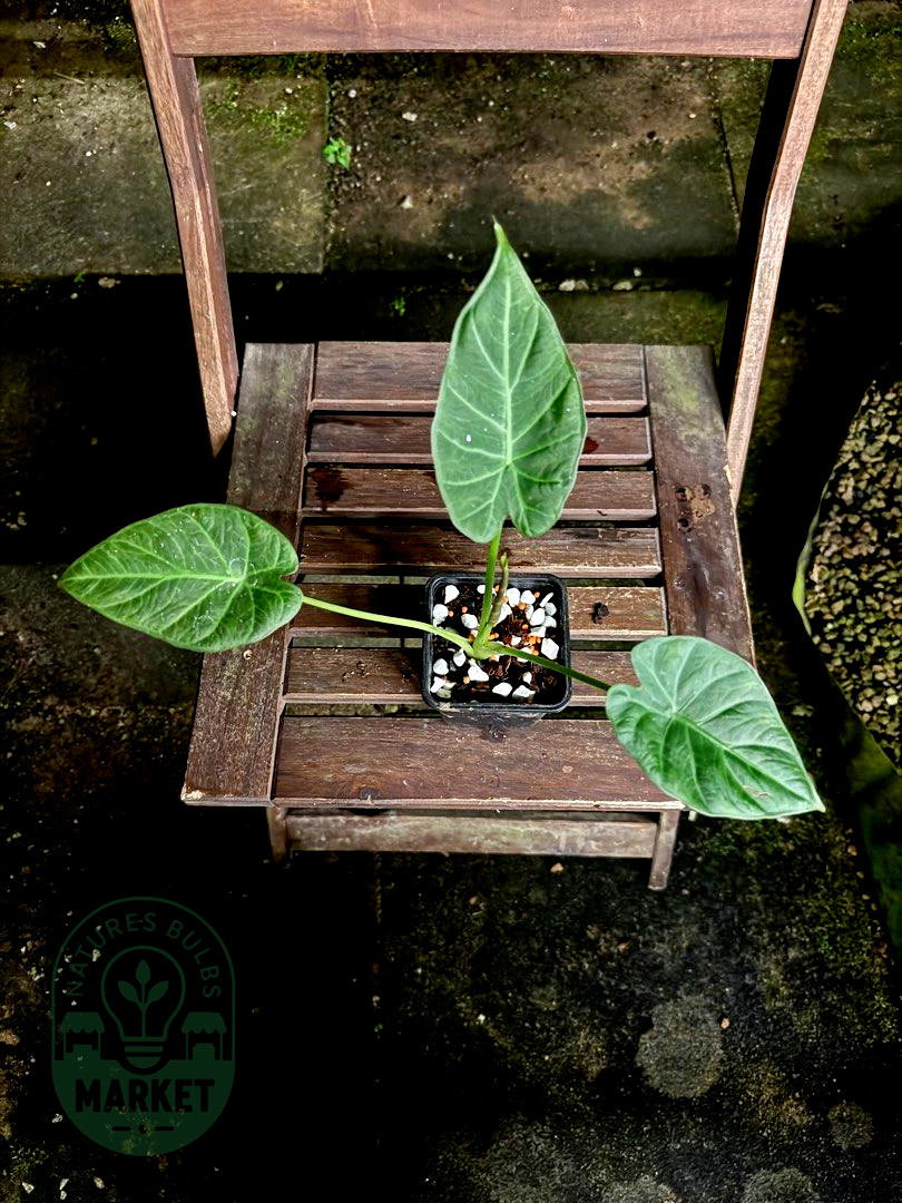 Alocasia Regal Shield