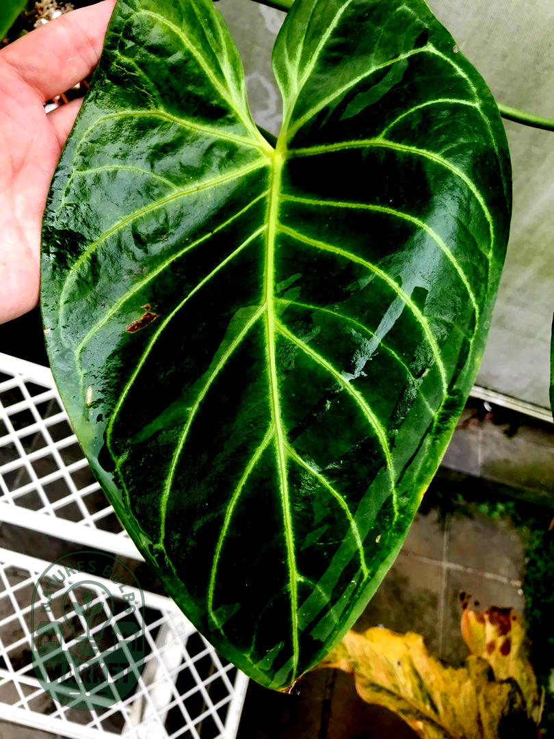 Anthurium Regale (Ecuador)