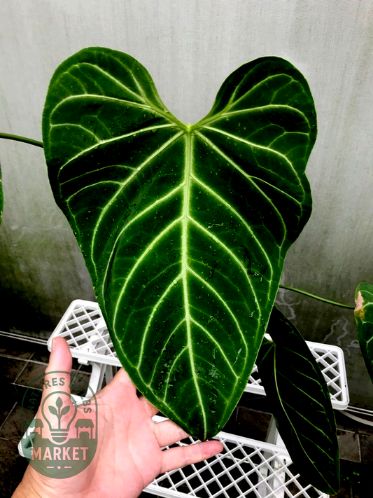 Anthurium Regale (Ecuador)