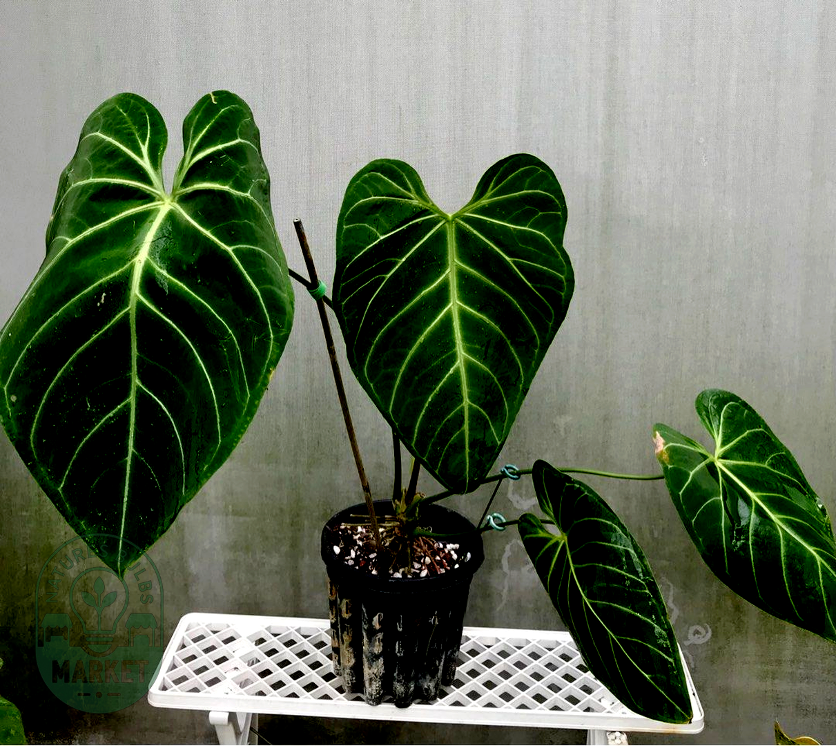 Anthurium Regale (Ecuador)