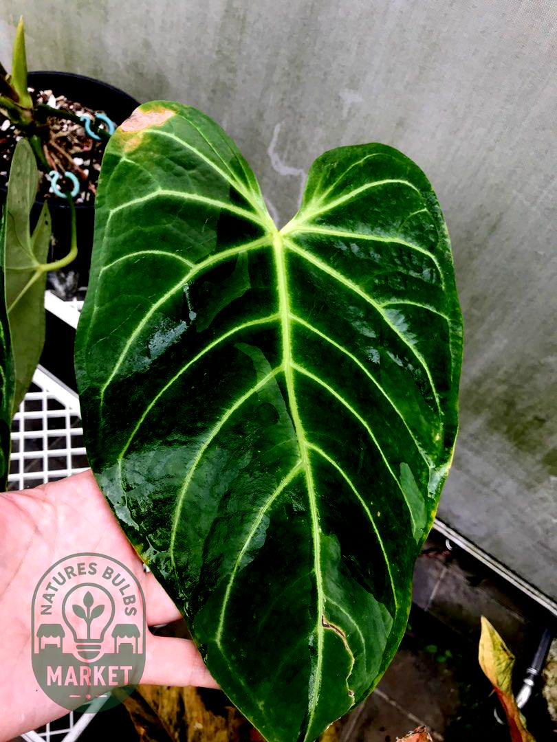 Anthurium Regale (Ecuador)