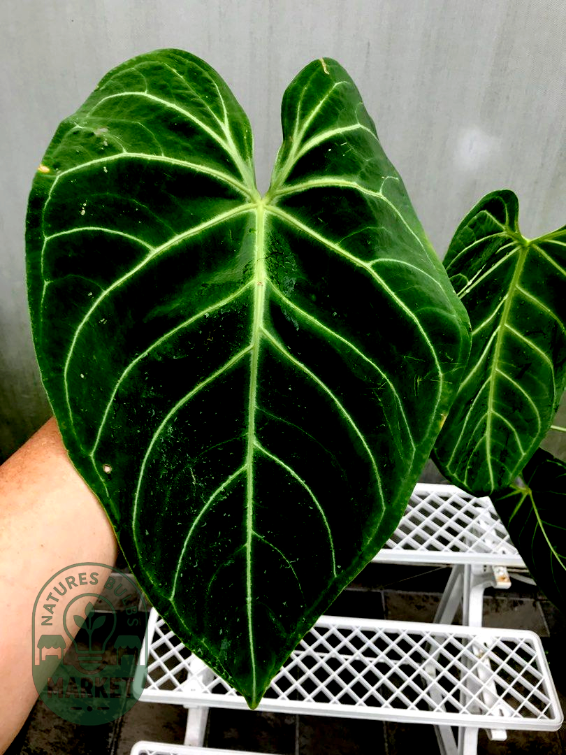 Anthurium Regale (Ecuador)