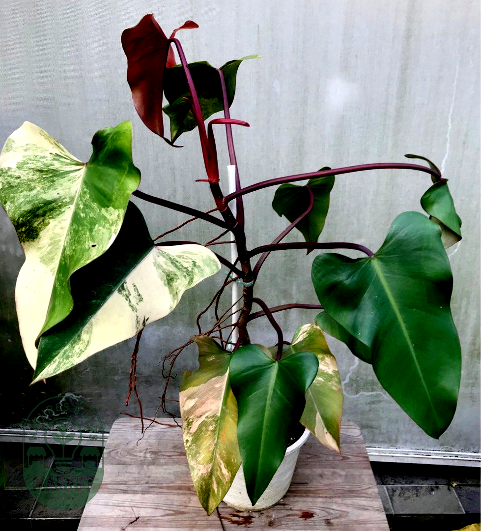 Philodendron Strawberry Shake