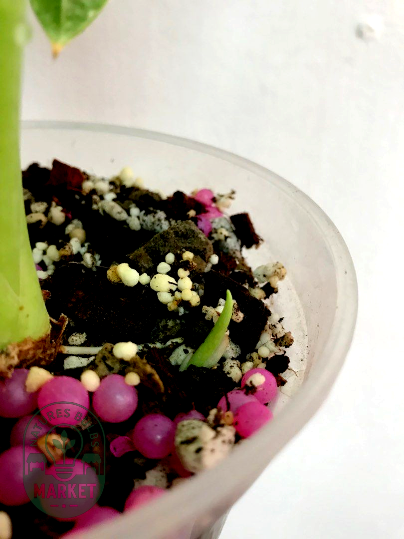 Alocasia frydek variegated