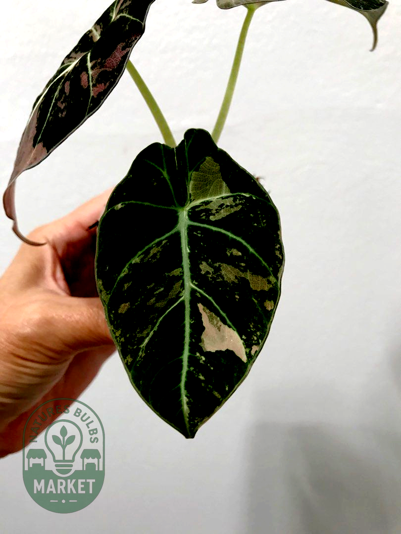 Alocasia Black Velvet Pink