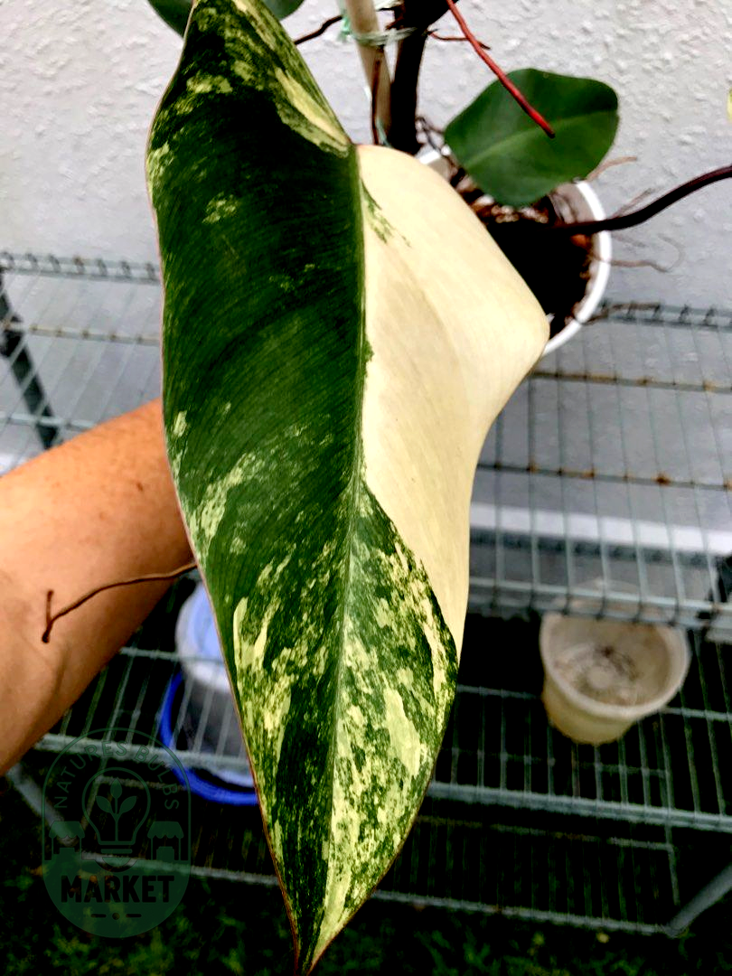 Philodendron Strawberry Shake