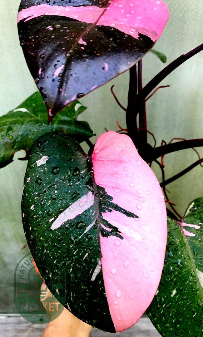 Philodendron Strawberry Shake