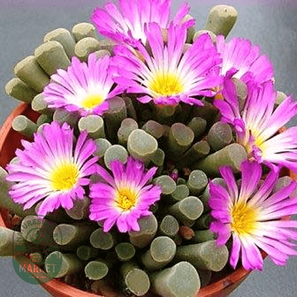 Frithia pulchra - Natures Bulb Market