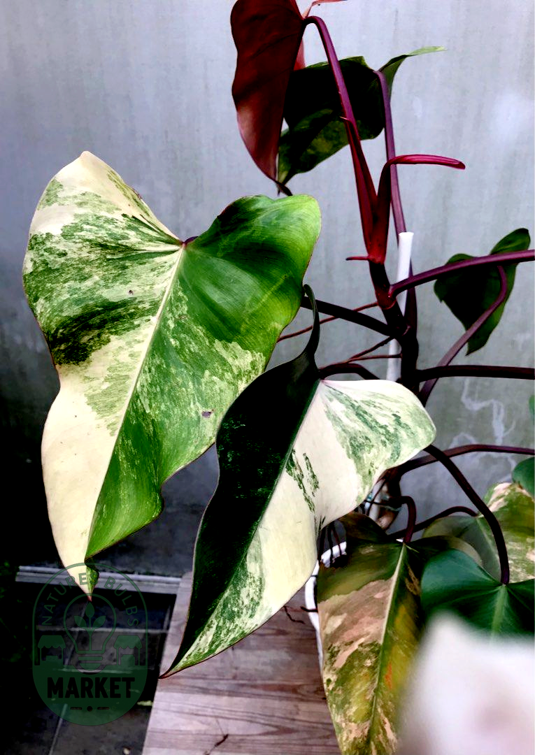 Philodendron Strawberry Shake