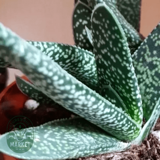 Gasteria pillansii - Natures Bulb Market
