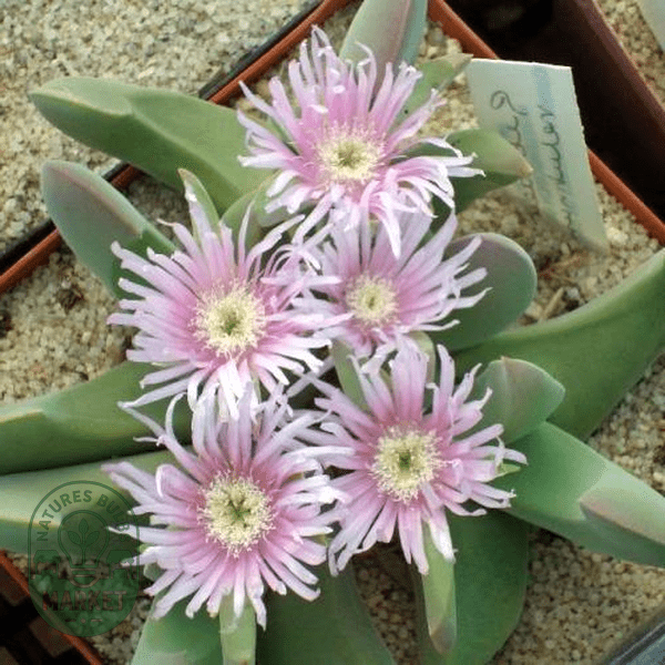 Gibbaeum velutinum Pink - Natures Bulb Market