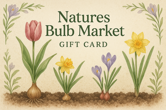 Gift Card Nature Bulbs Market