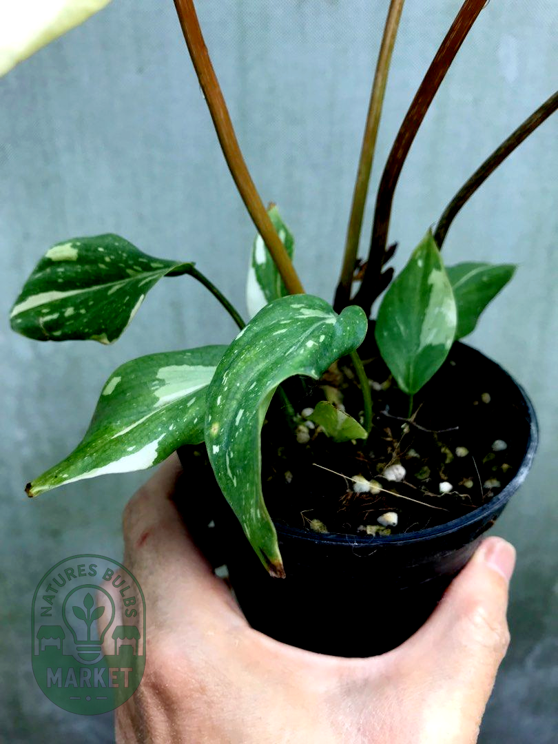 Gloriosum Tricolor Variegated