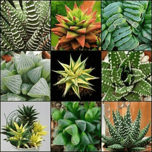 Haworthia Mixed Species & Hybrids - Natures Bulb Market