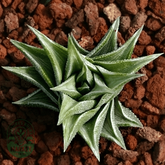 Haworthia tortuosa - Natures Bulb Market