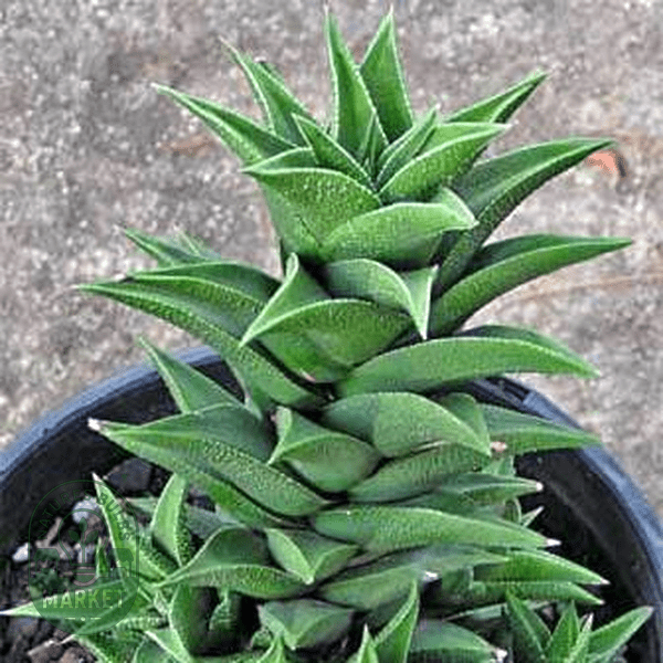 Haworthia viscosa - Natures Bulb Market