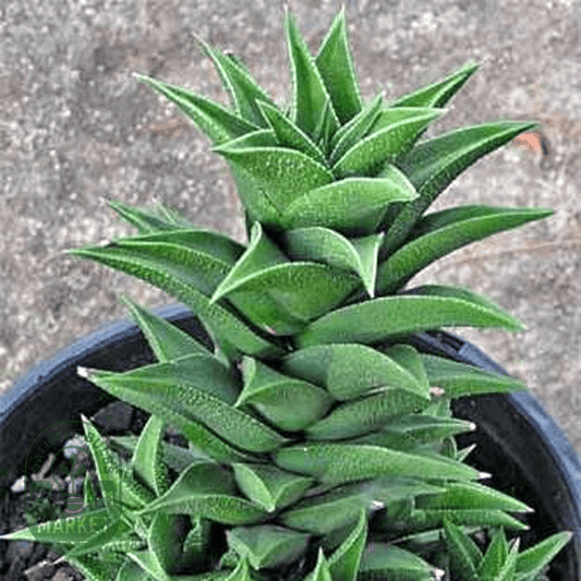 Haworthia viscosa - Natures Bulb Market