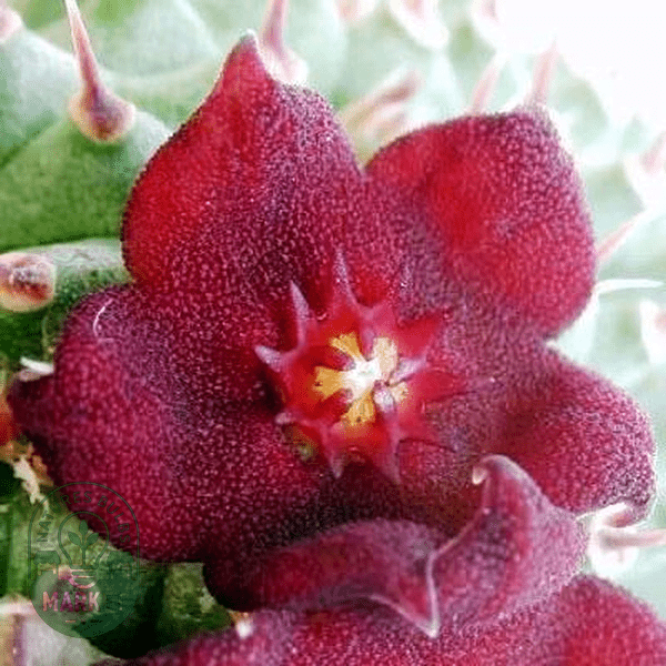 Hoodia pilifera - Natures Bulb Market