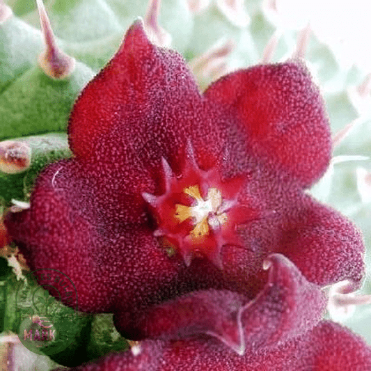 Hoodia pilifera - Natures Bulb Market